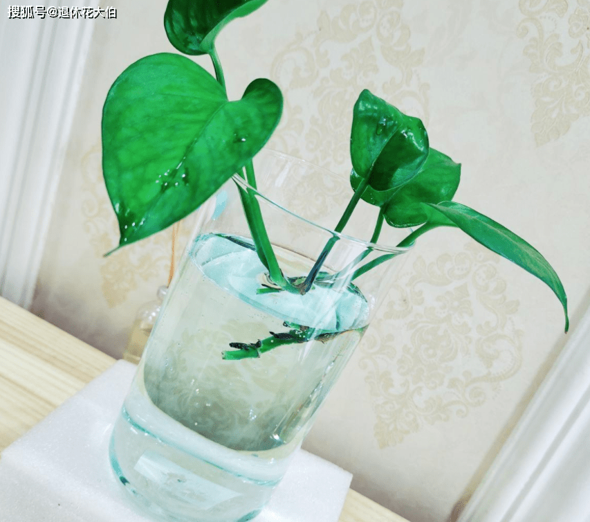 龟背竹水培怎么养得又高又大 1b3f5d6a4da14e6eb4f9596454df1b88.png