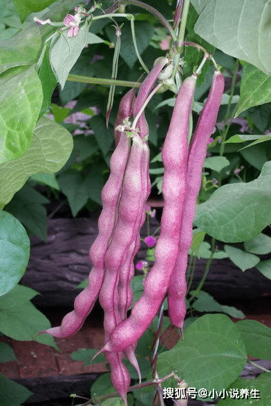 一点红豆角种植方法 668c350d87f1461590cd8d07de3dd2e2.png