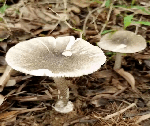 中山出现大群剧毒野生蘑菇!专家:误食50克将致命