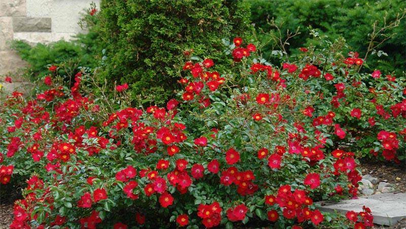 3种"女神花"值得拥有,一年长成花墙,四季花开不断,盆栽也可以