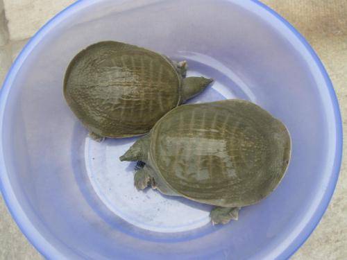 长75公分,重46斤,百年老鳖深夜上岸被活捉,鳖的出现意味着什么