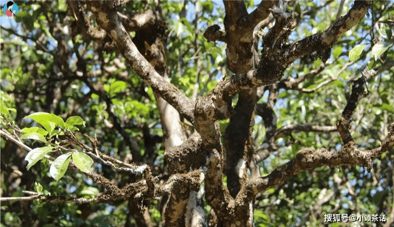 怎样让自己变得更漂亮12岁 f87f2211c9d34539ad549b0018fecb63.png