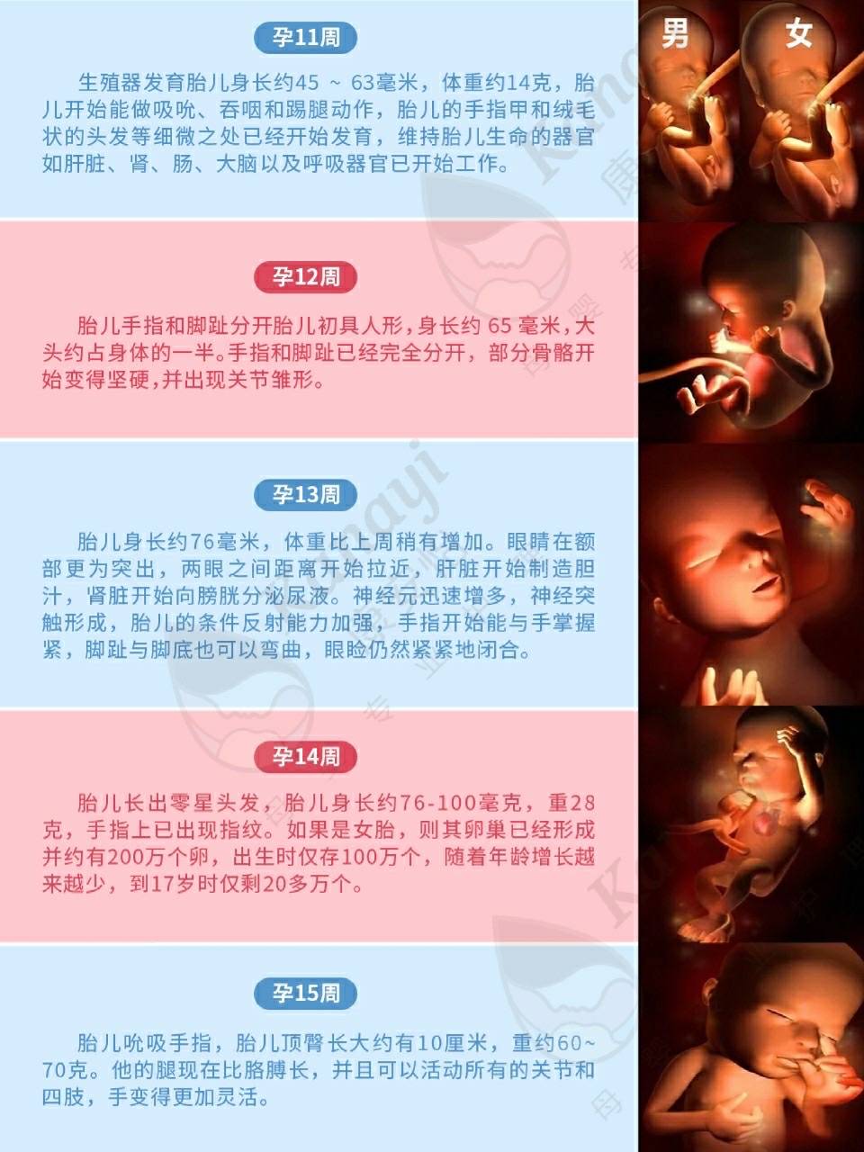 孕1-40周宝宝发育全过程|3d彩超高清版