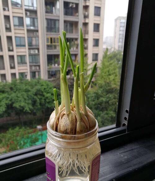 冬季种菜也简单几个油桶瓶子种出茂盛的菜要吃就摘