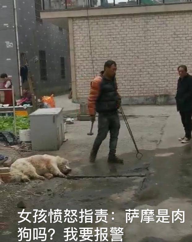 浙江杭州一伙人经常杀狗被邻居女孩怒斥金毛和萨摩是肉狗吗