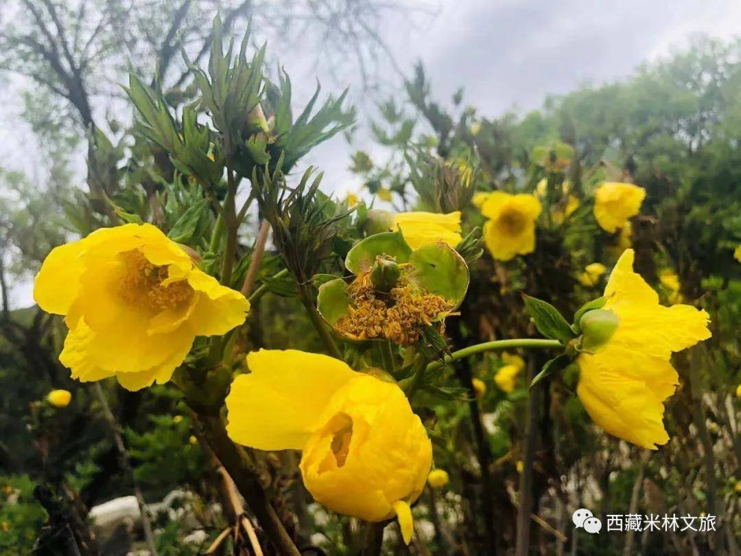 56120以花之名相聚米林雅江桃源共赏大花黄牡丹