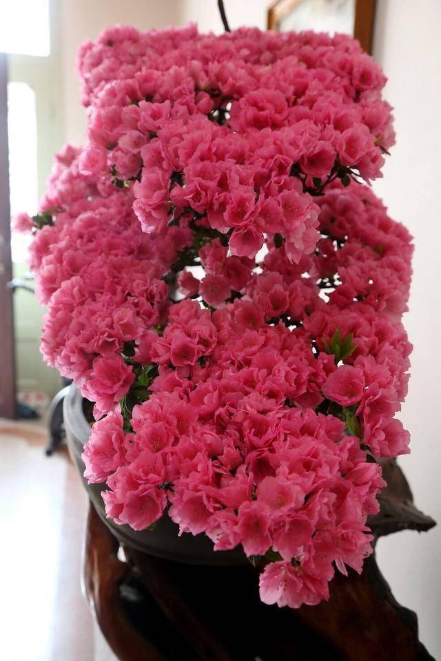 养杜鹃花,11月做好"2步",过年就能开花,花朵又多又美又鲜艳-搜狐