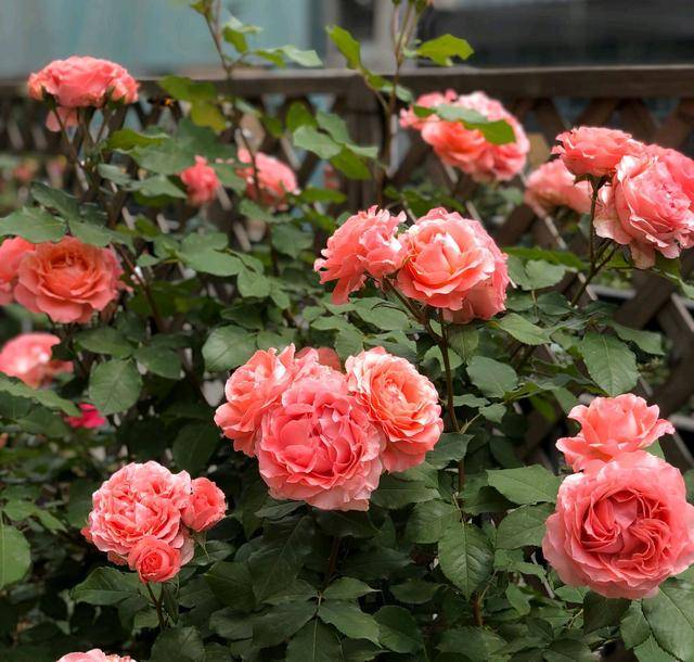 月季花有虫害怎么办 ade4f6498ada4633bb4ed4666634e338.jpeg
