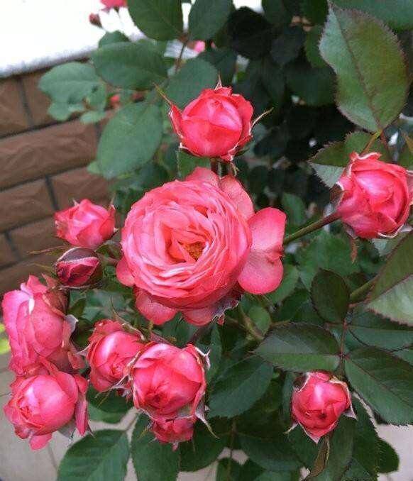 月季花怎么浇水才好呢 d3a3f66ed87e47a28613282a406b1ce4.jpeg