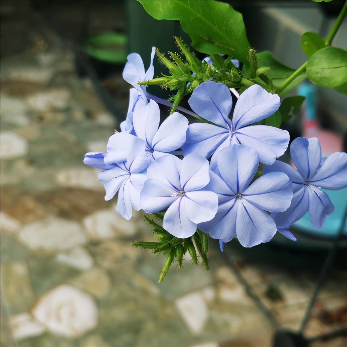 5月底 扦插几盆 蓝雪花 生根很简单 不久之后能开花 土壤