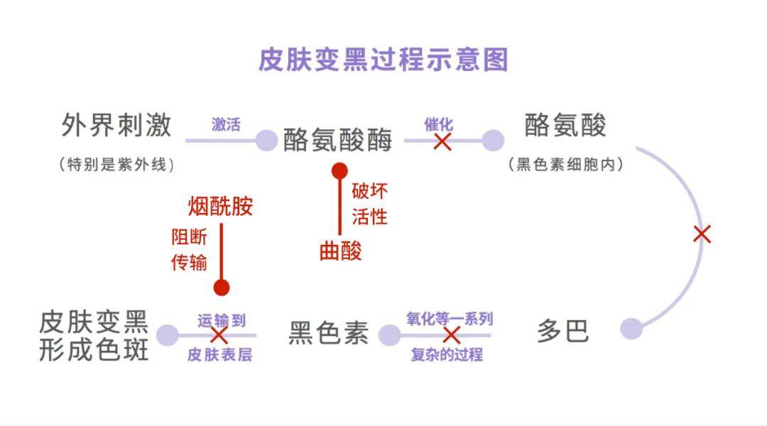 有效阻断黑色素产生链路的成分: 如曲酸,就可以抑制酪氨酸酶的活性