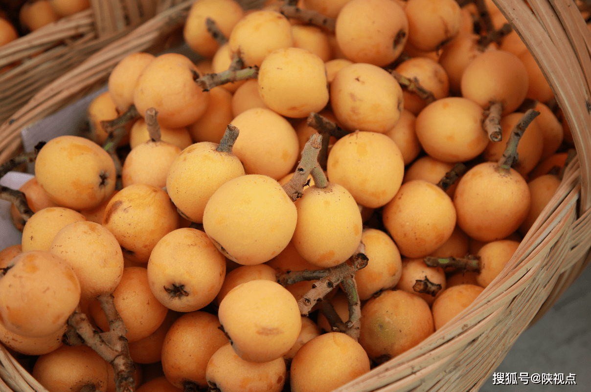 好看好吃又好玩!安康汉滨区瀛湖镇第六届枇杷节开园
