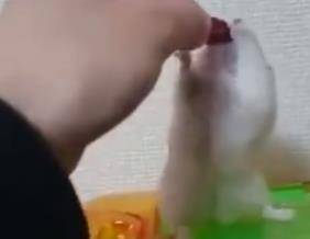 仓鼠跟主人讨食，主人戏耍后，仓鼠的反应让人笑出高音 