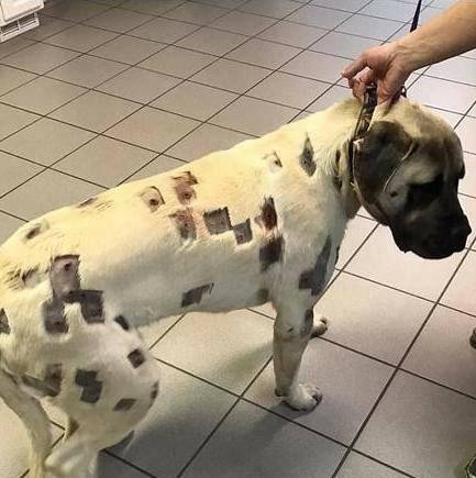 大家都认为的斑点狗 其实是一只獒犬 狗狗