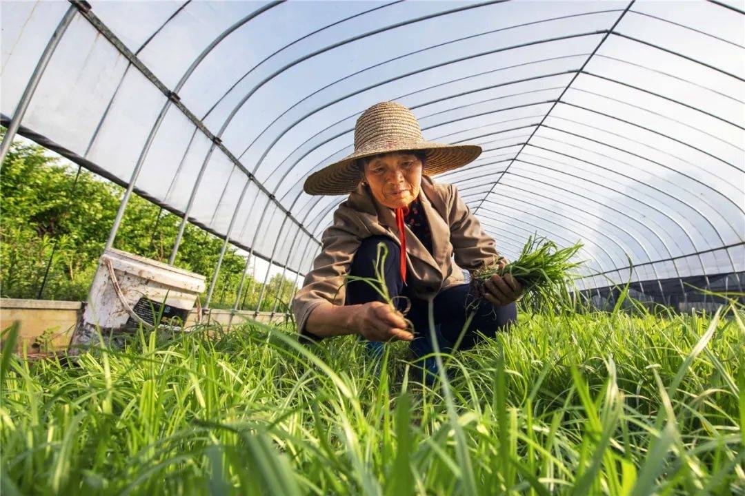 村民们穿上雨鞋,戴上草帽,一步接一步倒退插秧,很快,一列列绿色的秧苗