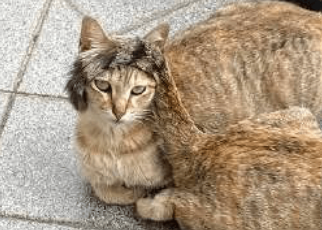 同伴把尾巴搭在了猫的头上,还以为是戴了一顶帽子,毫无违和感呀