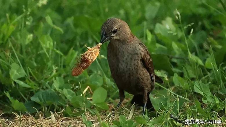 原创蝉来了300亿只周期蝉突袭美国东部科学家建议民众抓来吃