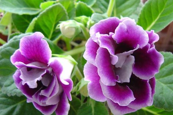 4种花是花中劳模 一年四季开花不断 个个美的不像话 见过吗 保养