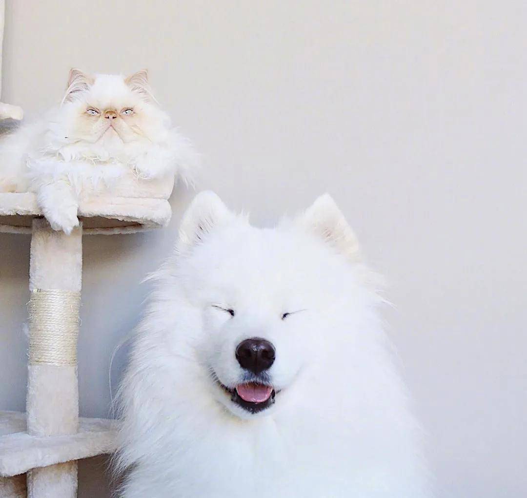 爱笑萨摩耶和暴躁小猫咪.这对反差萌cp太可爱了