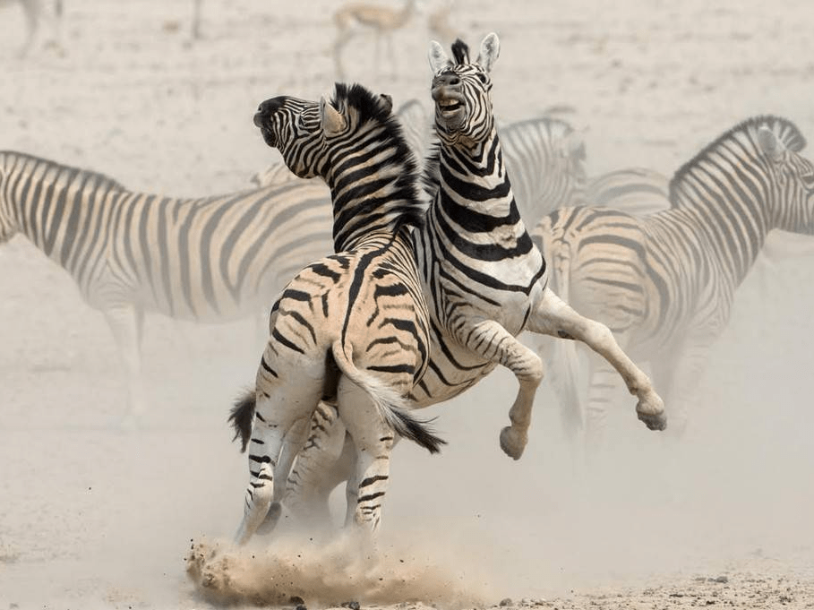 炎热的天气里,两只斑马由于没能喝到水而打架,场面十分火爆.