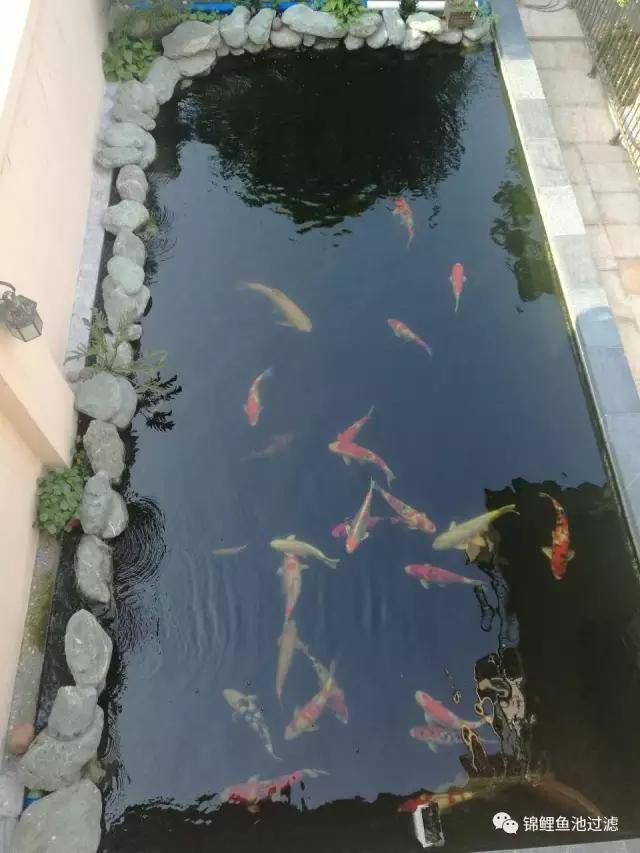 广东雅乐居林总45吨鱼池过滤过程分享及效果欣赏