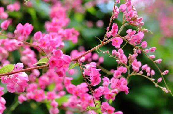 从5月16日开始 家养此款花卉 花朵也能开爆盆 阳台变花海 植物