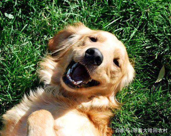 狗狗养多久才知道自己回家 33683f0b0433443197260e9fc3429c29.jpeg