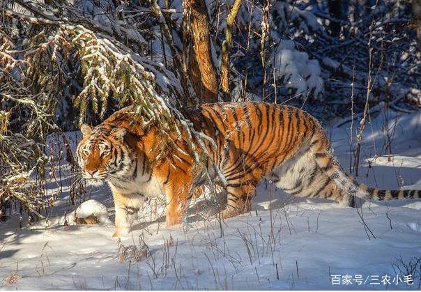 什么猪虎成语_一只猪一个心打一成语