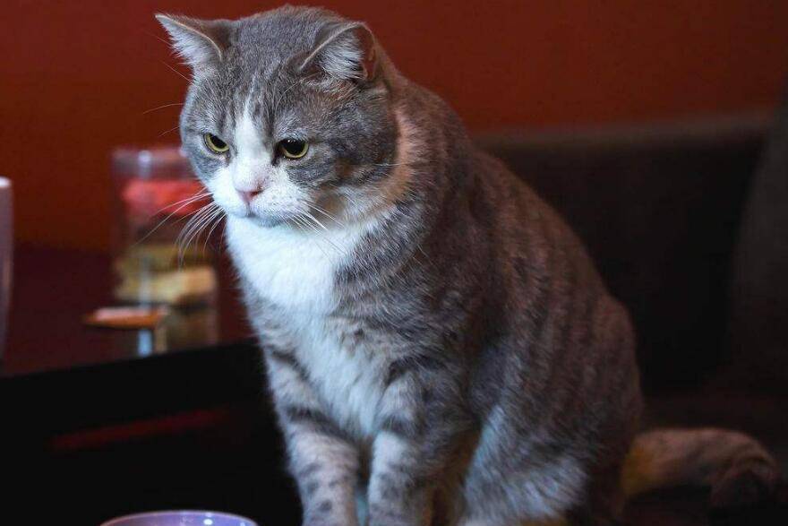 一只猫要几个月才长大 0b74c3c1a47645b887144838fac64b31.jpeg