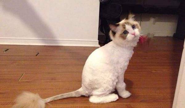 有什么办法能快速给猫咪剃毛 65e0a26cf0604e55b73ce8e09bebce3e.jpeg