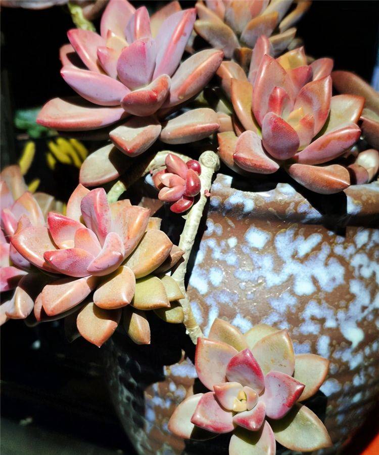 多肉冬美人和胧月的区别