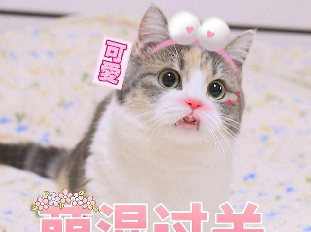 7e0f228be97547bb958fa9008358707a.jpeg