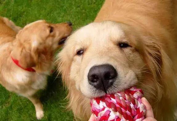 怎么养金毛幼犬 9f6f82d31a7c4fef966bf1e19db4cf87.jpeg