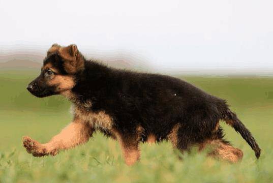 怎么样挑选小牧羊犬 c725243155b845b59d1f35256d3ffbee.jpeg