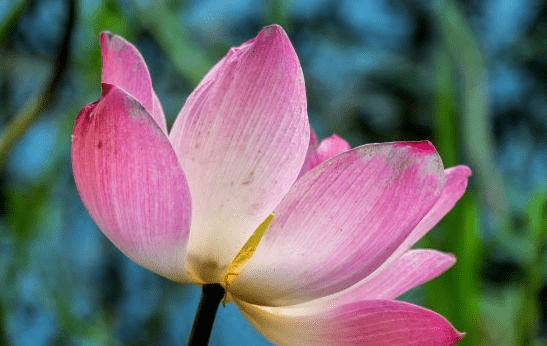 从6月18日开始 四属的事业如鱼得水 好运不断 势必四通八达 财富