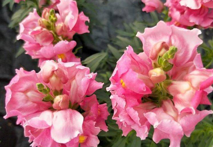 5月22日开始 养花试试这几款 花美色艳 花儿轻松开爆盆 朱槿