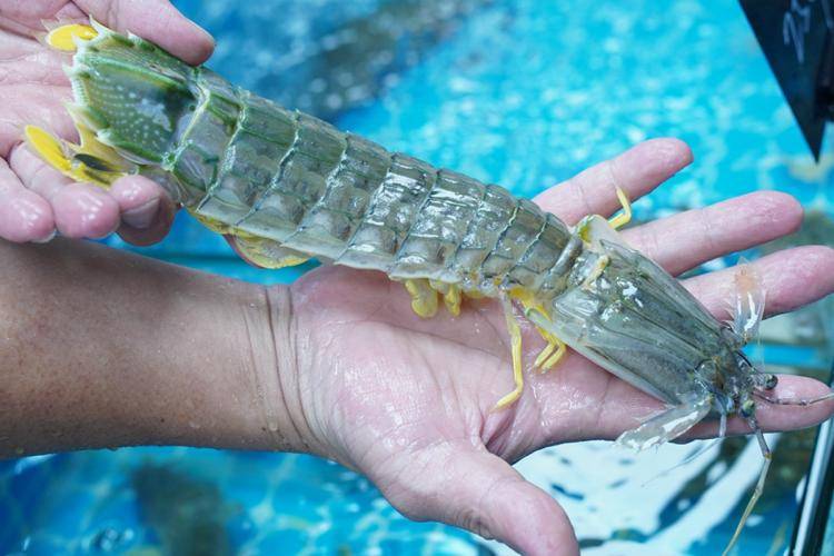 一只皮皮虾的身价竟然赶上一餐高端海鲜姿造,你选哪个?