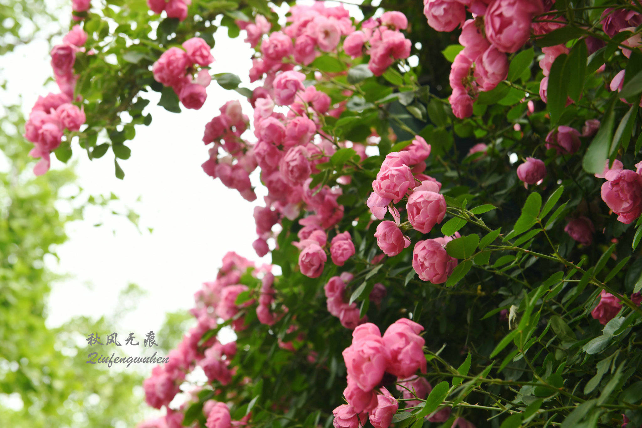 夏风世博园的锦绣花意与美丽夕照 花儿 新闻时间