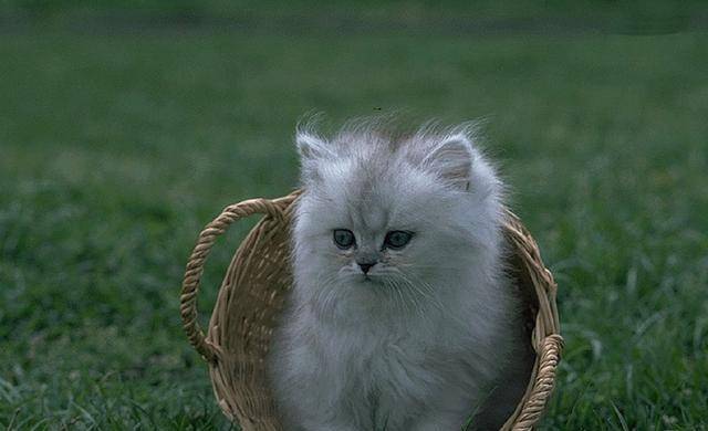 怎么教猫咪上厕所不用猫砂 3fdafd61cd3c4ace81e6319cfea1e2ae.jpeg