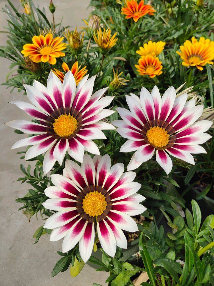 5月日开始 养花试试这几款 比吊兰好养 你养了吗 处所 5月日开始 养花试试这几款 比吊兰好养 你养了吗 处所