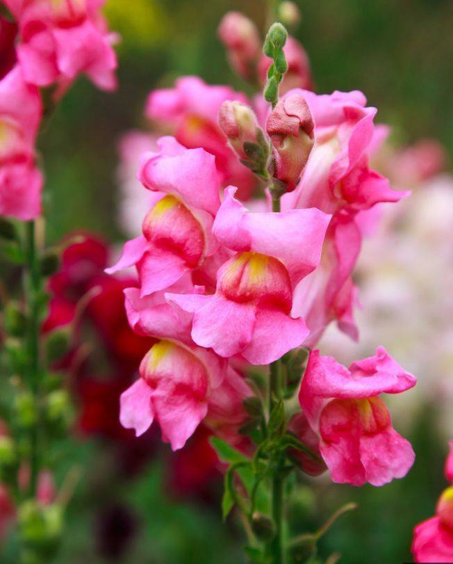 5月22日开始 养花试试这几款 花美色艳 花儿轻松开爆盆 朱槿