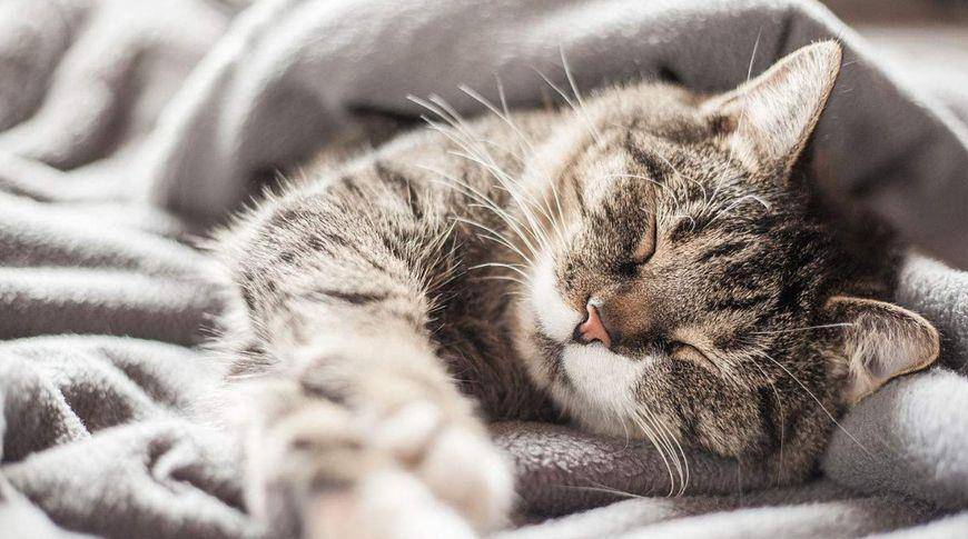 做梦梦到我把一只猫的头砍了下来，探索梦境背后的深层含义