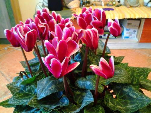 6月养花有讲究 4种花再喜欢也别买 难度夏白费力浪费钱 开花