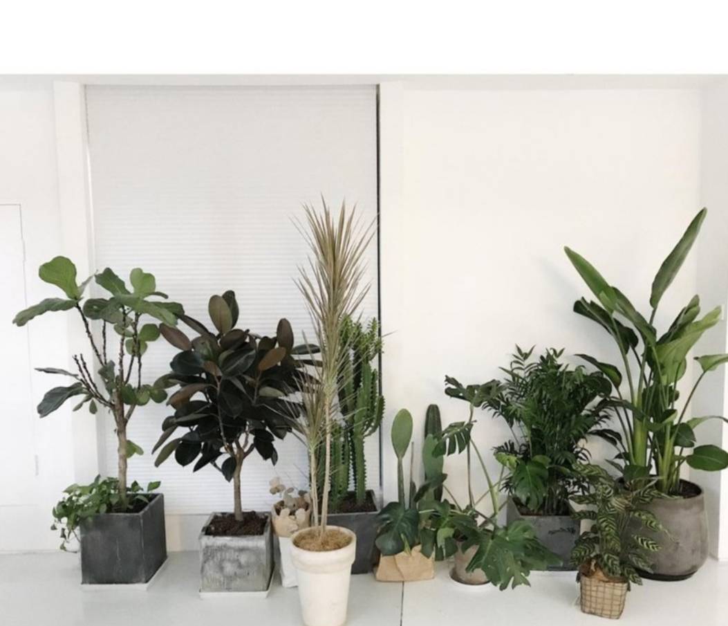 室内净化空气的最佳植物？有哪些植物花卉对家里的空气净化有比较好的作用？ - 知乎