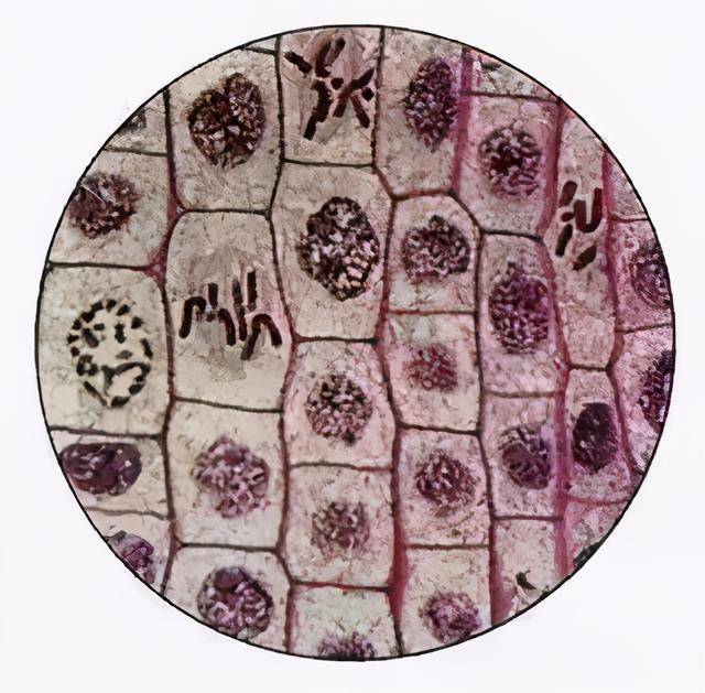 16个高中生物实验原理汇总,建议保存