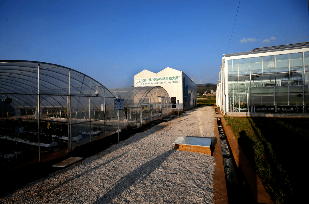 坐拥8亿用户的拼多多一头扎进农业