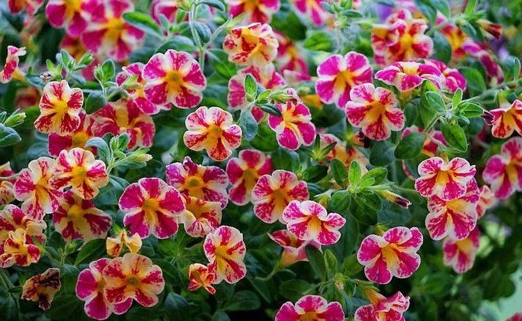 百万小铃这样养,美得不要不要的,冠幅大开花多,阳台太美了