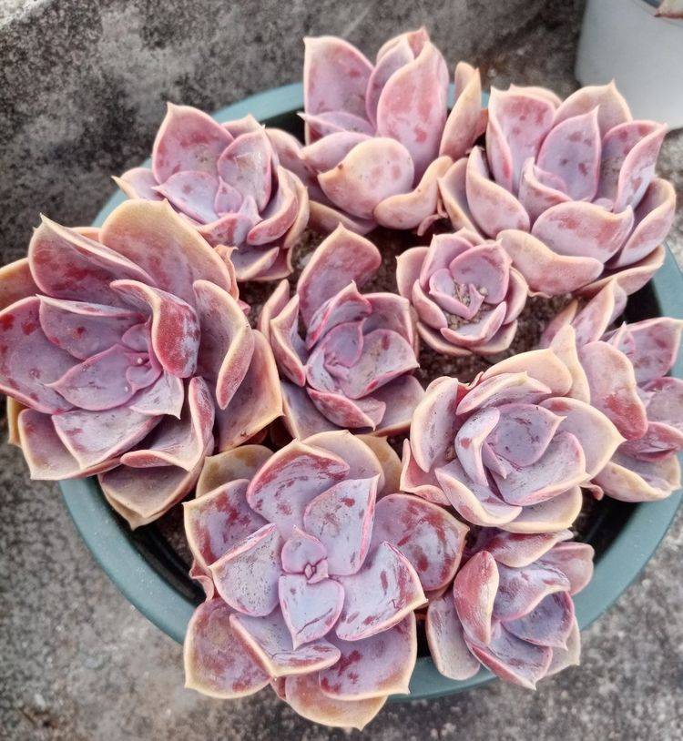 多肉怎么叶插百分百成功 9c4159e0483241d98c2b188f702c2779.jpeg