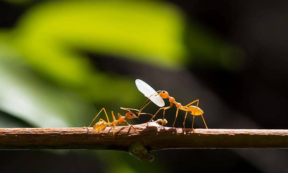 蚂蚁每天忙忙碌碌像个"劳模"?其实,它们站立不动就是在打盹儿_过冬
