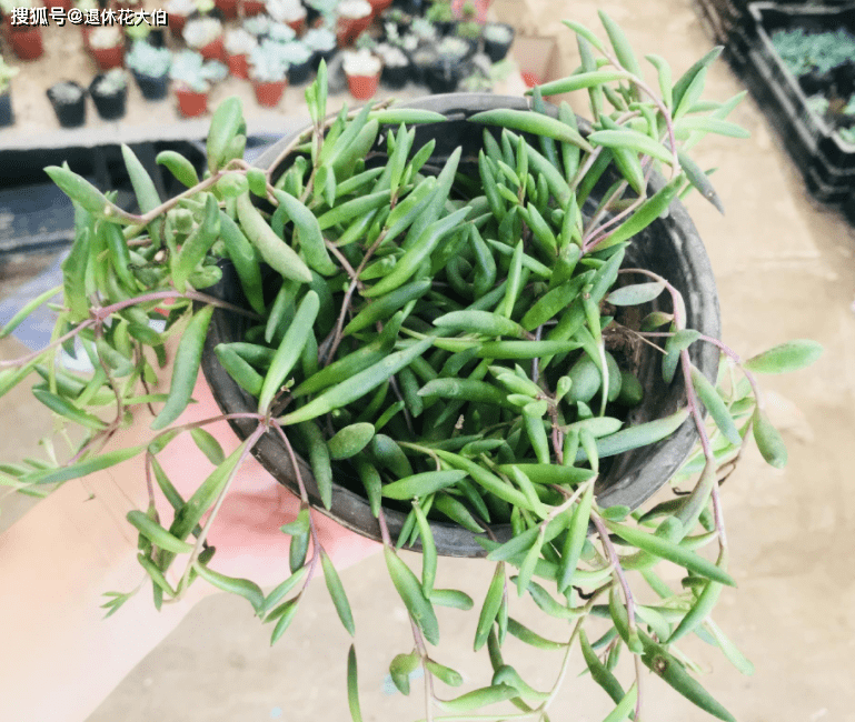 多肉植物如何修剪造型 95d23b3bc58d424a89d1aed70e3bb435.png